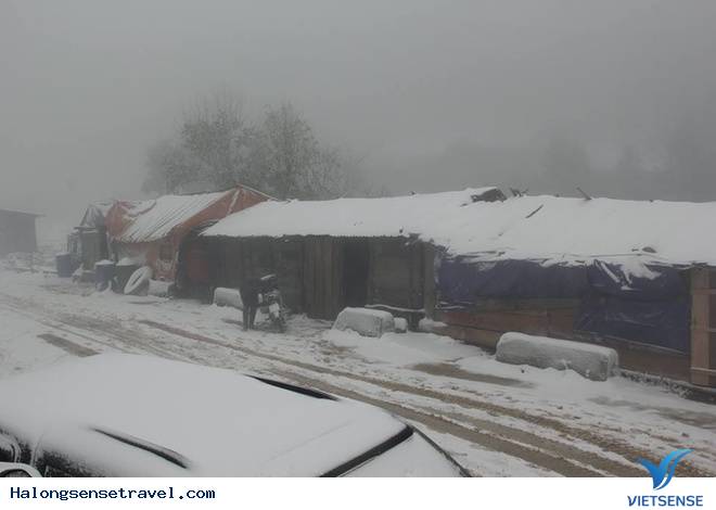 Nghệ An Tuyết Dơi Dày 20cmm - Ảnh 1 Nghệ An Tuyết Dơi Dày 20cmm - Ảnh 1